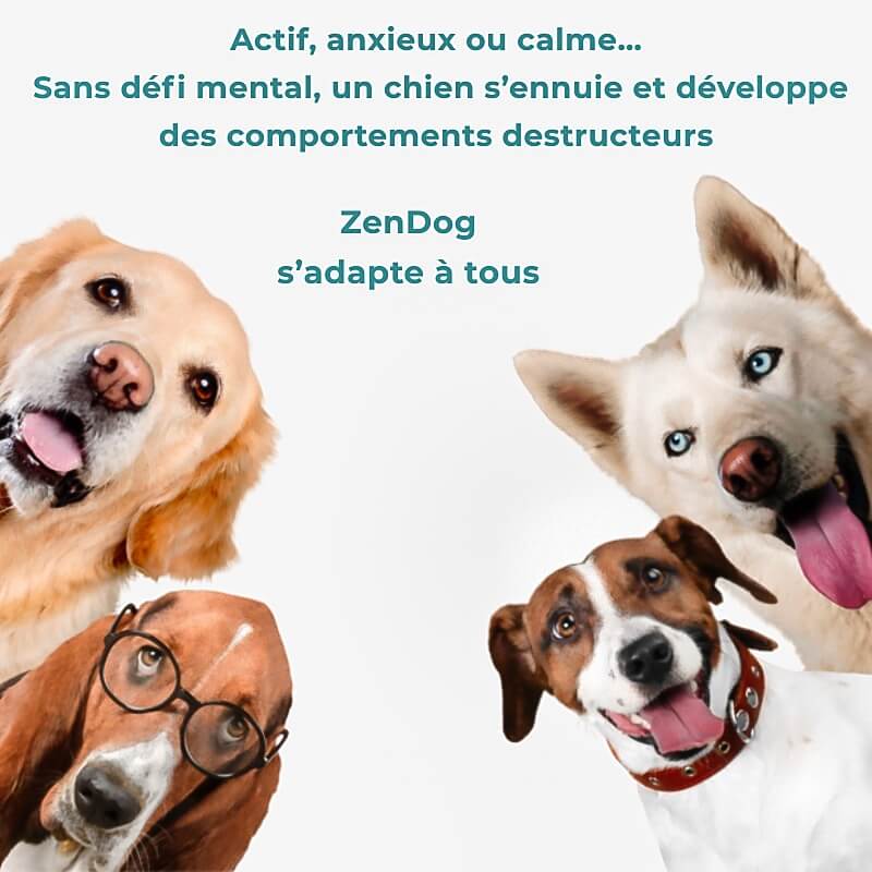 Jouet d’occupation pour chien intelligent